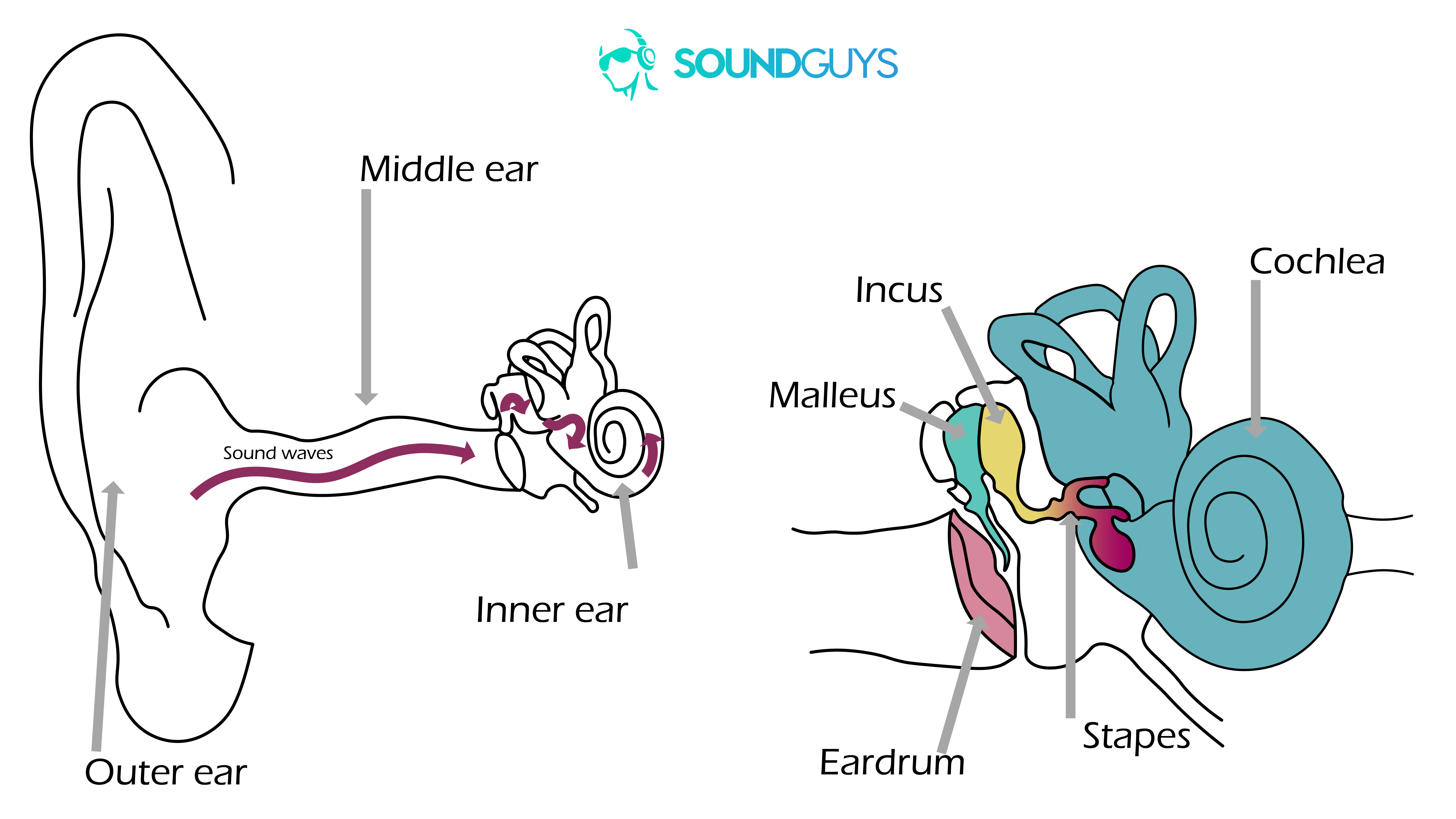 Ear anatomy graphic_LK-01 A digital drawing of how noise-induced hearing loss impacts the ears. The one on the left shows how sound travels into the ear and the right is a close-up fo the middle and inner ears.