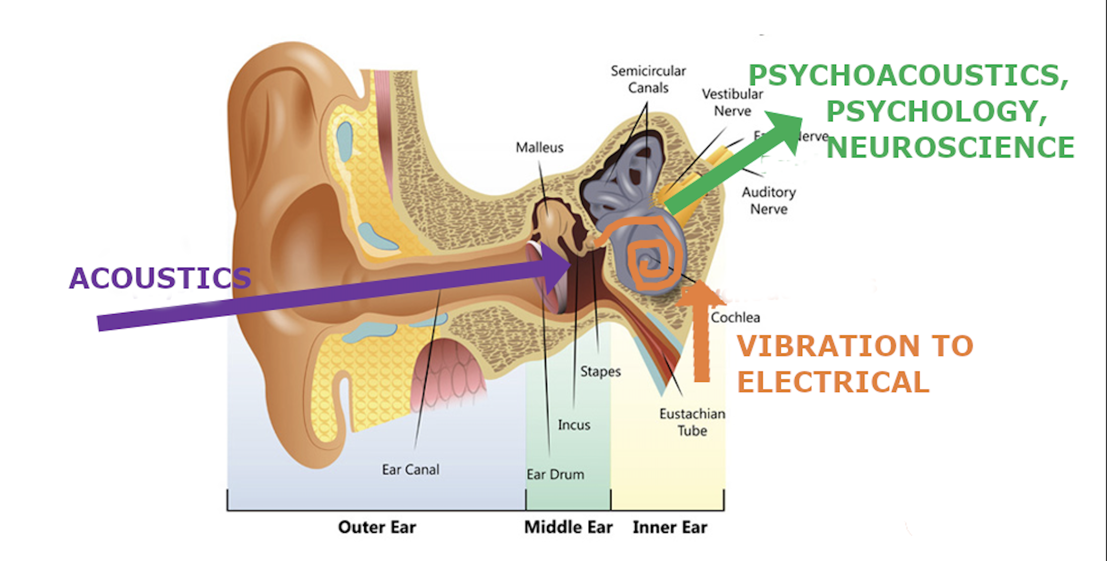 human hearing system Diagram showing the human hearing system divided into three functions.