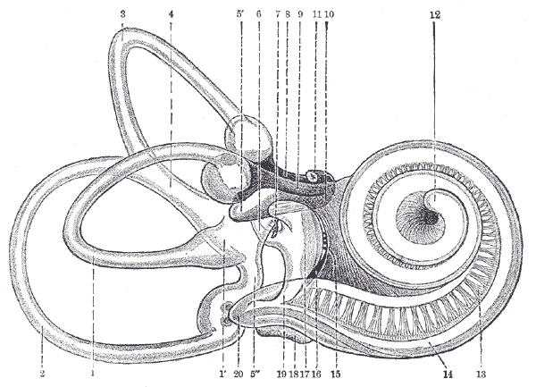 what-is-isolation-cochlea An illustration of the human cochlea.